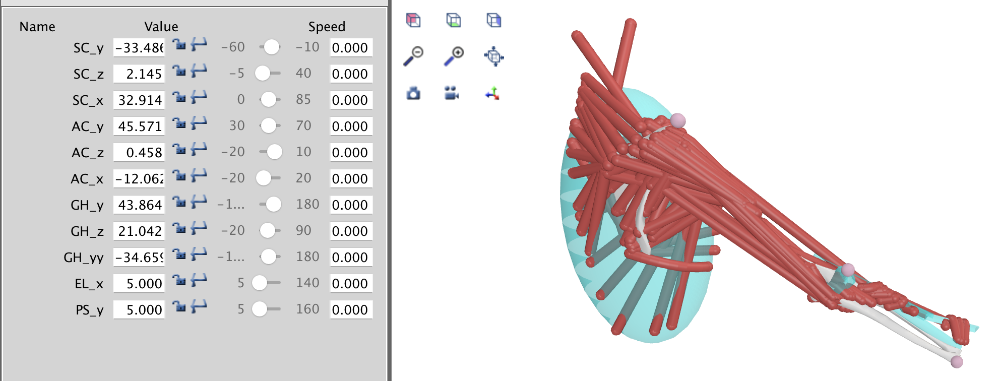 Musculoskeletal model picture_right_medium